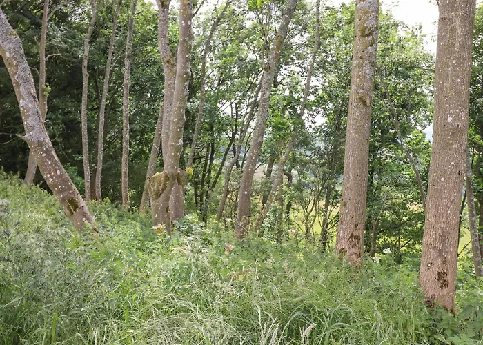 Bluebell Casa de Férias *